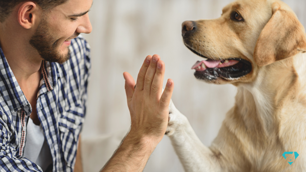 Como limpar pata de cachorro Aprenda a técnica correta