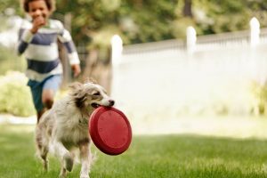 Ideias de brincadeiras com cachorro