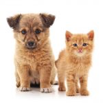 Como cuidar de filhotes de cães e gatos?