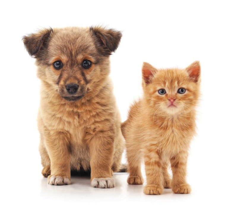 Como cuidar de filhotes de cães e gatos?