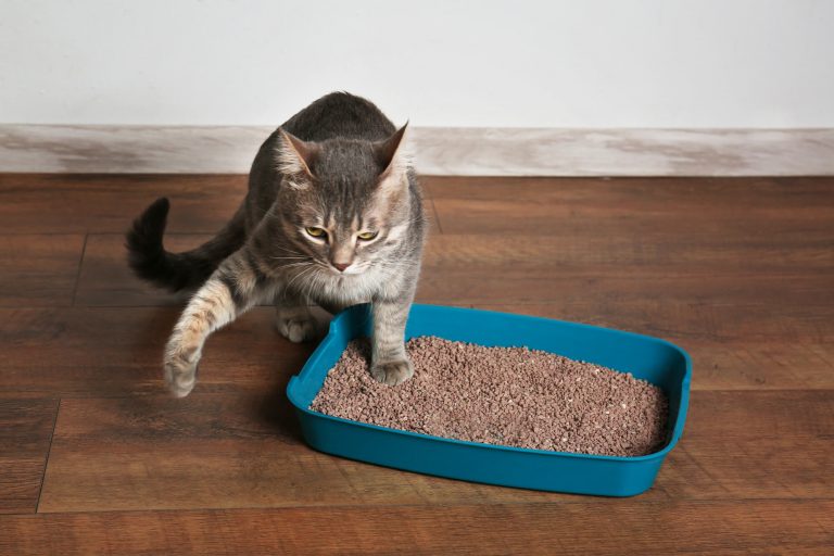 Como fazer areia para gato?