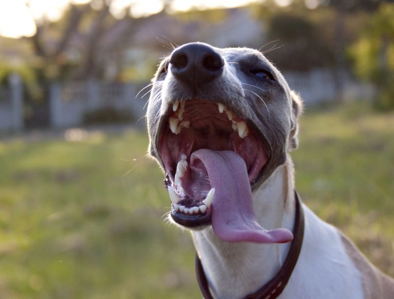 Como tratar o mau hálito em cachorro?