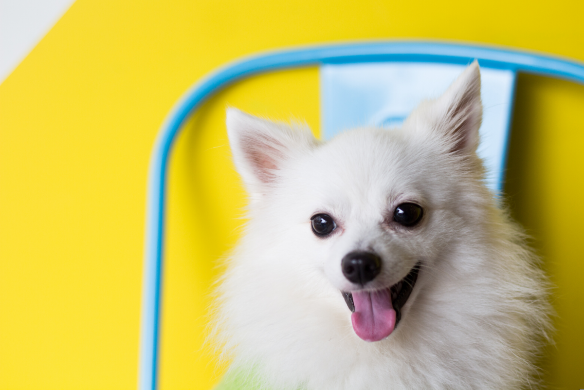 Os animais também podem ser albinos