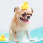 Cachorro em banheira