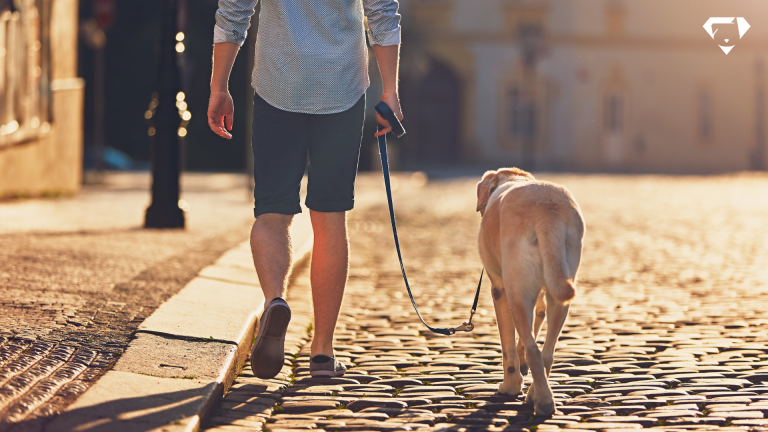 Qual melhor horário para passear com cachorro? Dicas para um passeio saudável e tranquilo.