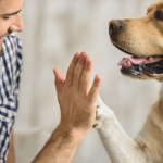 Como limpar pata de cachorro.