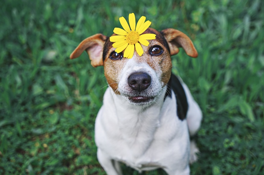 como cuidar do seu pet na primavera: foto de um cachorro com uma flor entre os olhos.