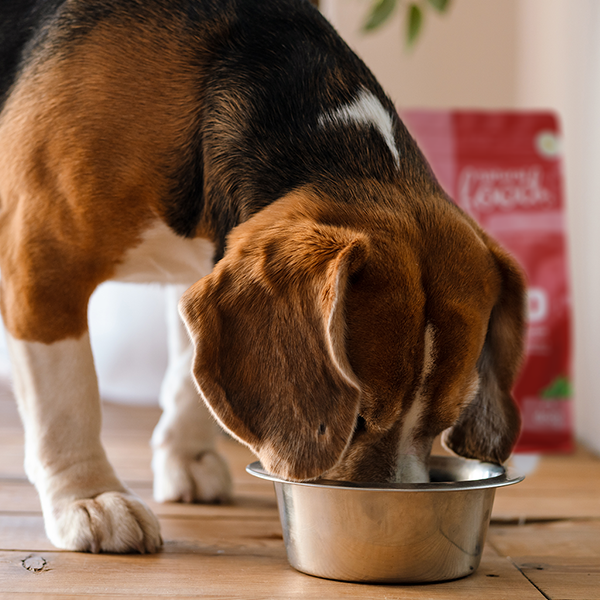 Cachorro da raça Beagle comendo uma alimentação natural