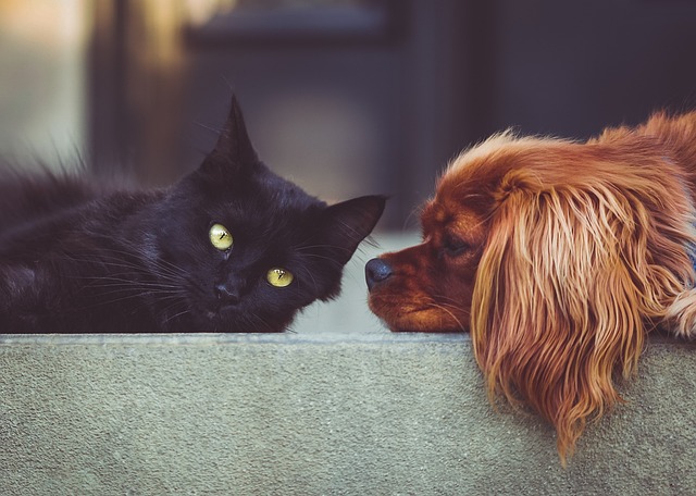 Abril Laranja Pet: prevenção e combate aos maus-tratos contra animais de estimação. Imagem ilustrativa com cão e gato.
