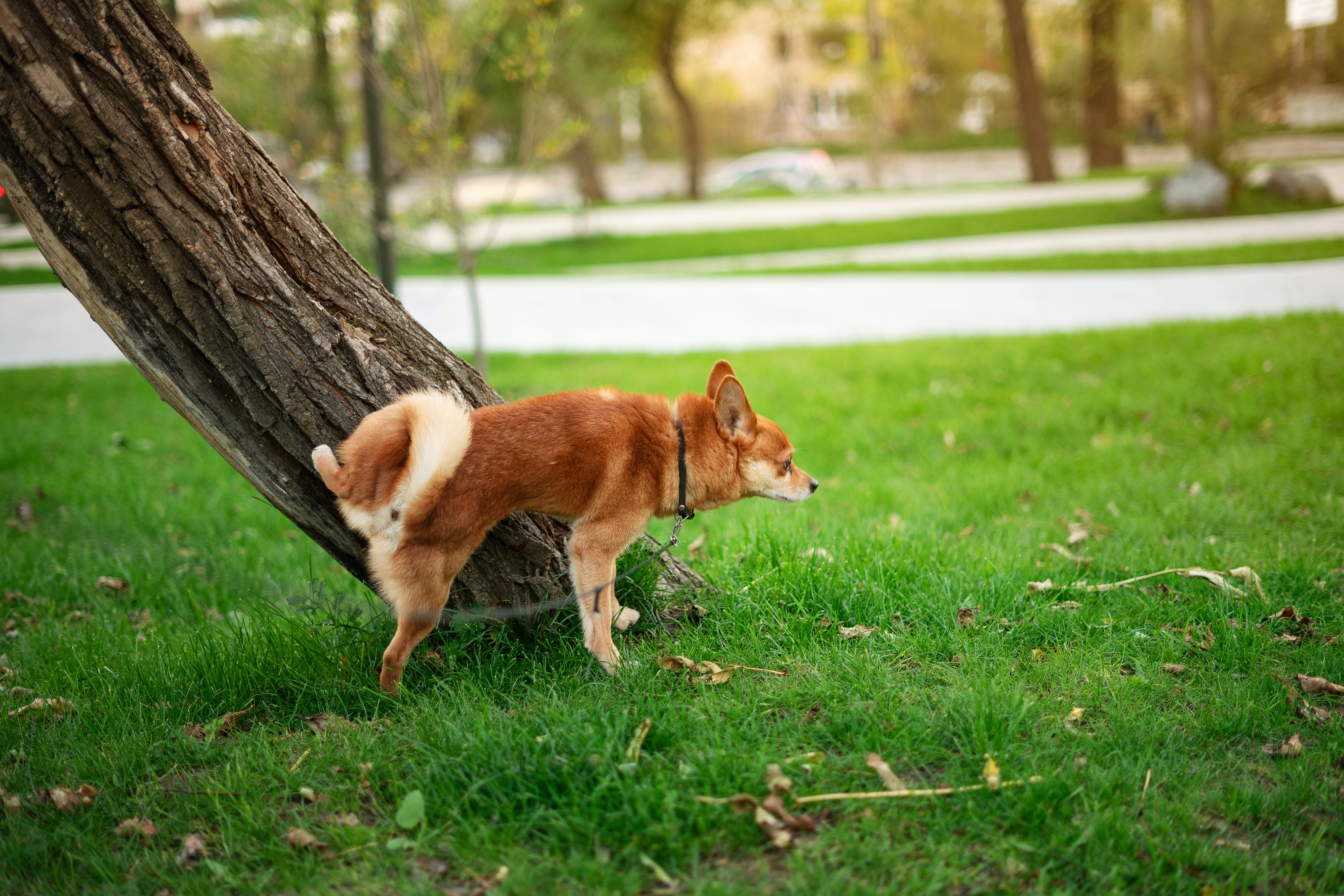 Cão fazendo xixi em uma árvore