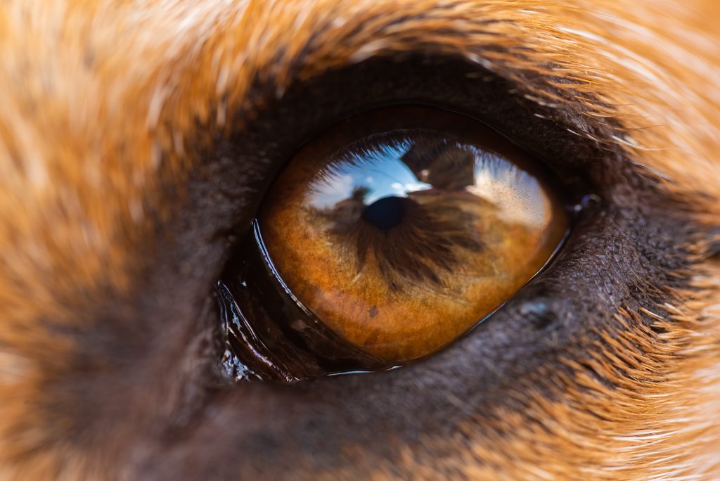 cachorro olho
