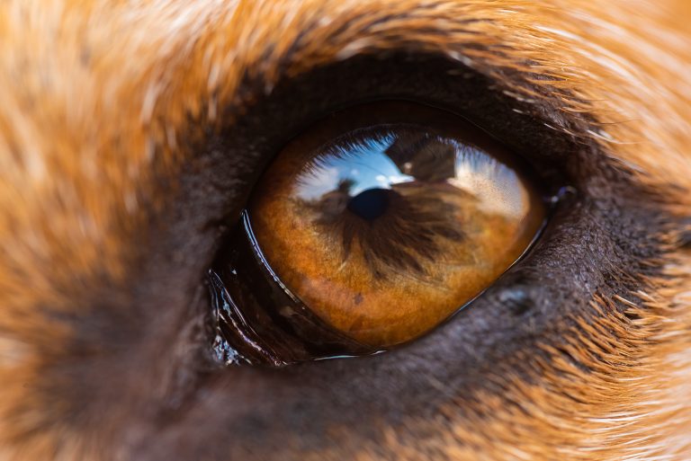 Junho Violeta - Prevenção de doenças oculares em pets