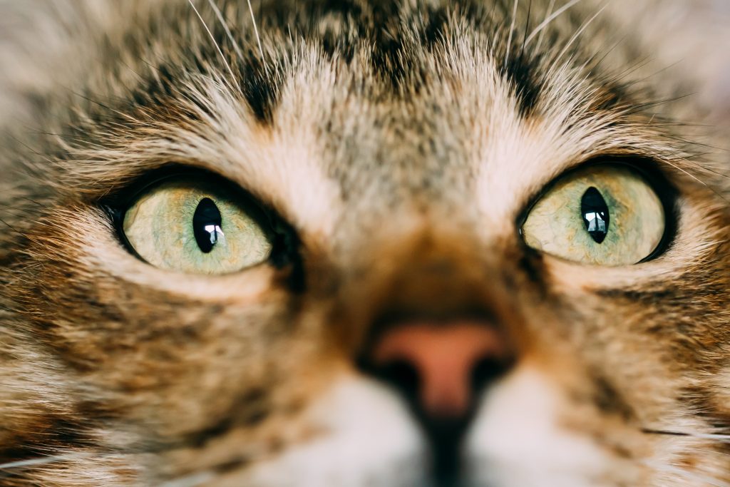 olho de gato