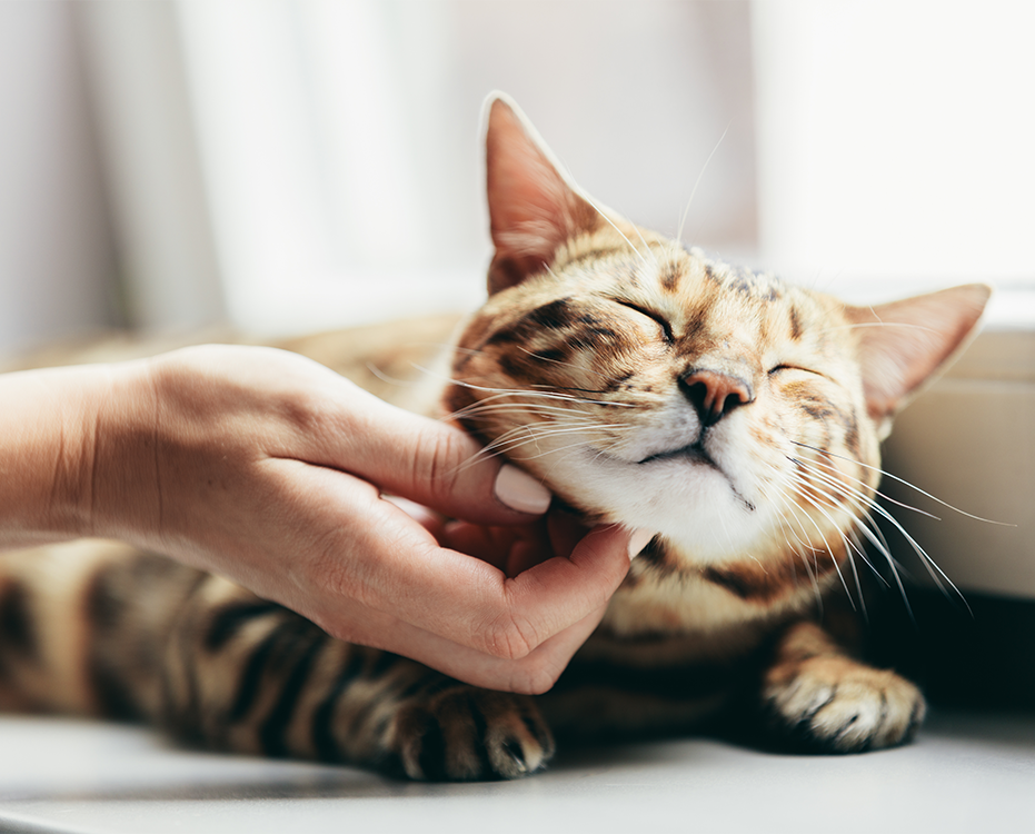 Gato com olhos fechados recebendo carinho de uma humana