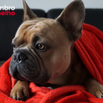 Cachorro da raça bulldog coberto com um cobertor vermelho