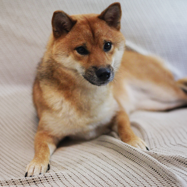 Cachorrinha Sunny em cima do sofá