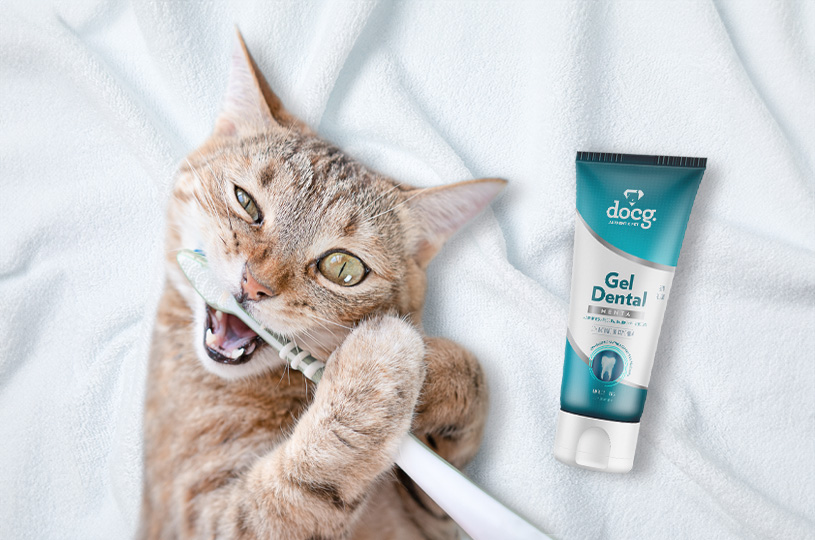 Gato usando gel dental docg