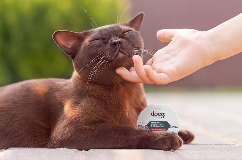 gato mostrando manteiga de focinho docg