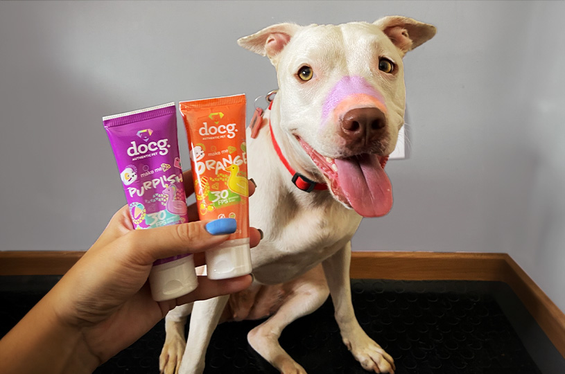 cachorro usando protetores solares