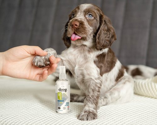 cachorro usando higienizador de patas docg