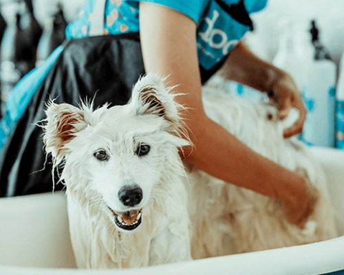 samoieda-na-banheira-docg-com-groomer (1)