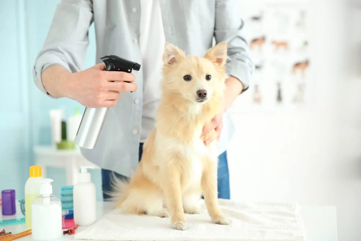 Banho a seco para cachorro