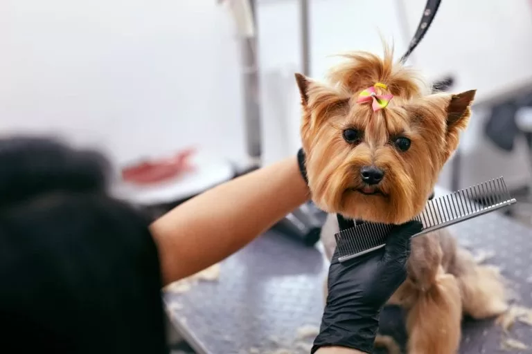 Já ouviu falar em groomer de cachorros