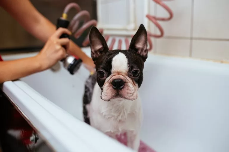 cosmeticos-para-pets-conheca-o-leavein-a-mascara-e-ampola-de-vitamina