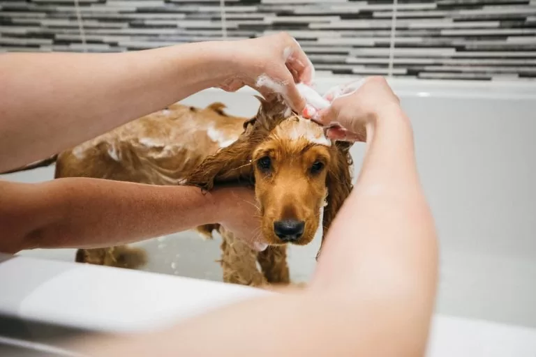 saiba-como-escolher-o-melhor-shampoo-para-banho-e-tosa