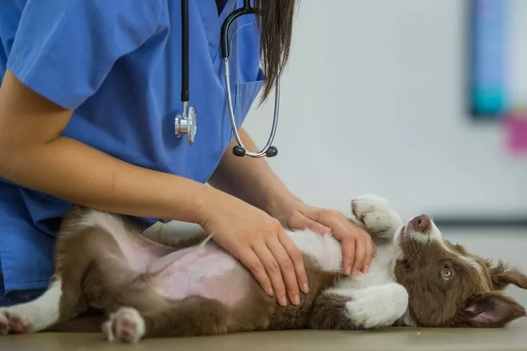 Pet com cotovelos e patas ressecadas
