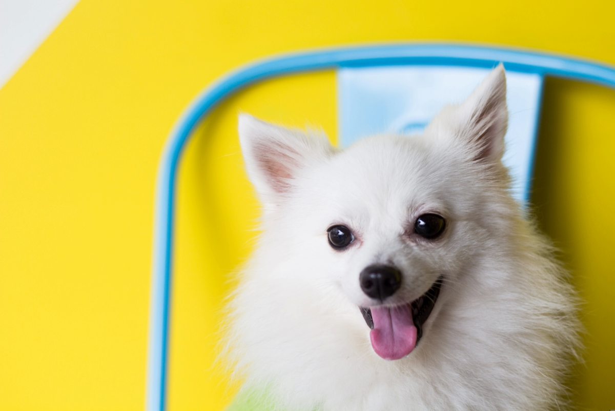 Cachorro de pelo branco