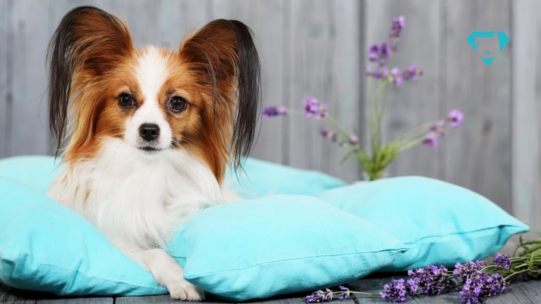 Perfume para cachorro dúvidas frequentes: Cachorro pode usar perfume?