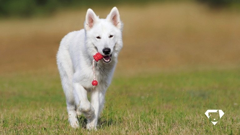 suplemento para cachorro: entenda o que é e como incluir na dieta do seu pet.