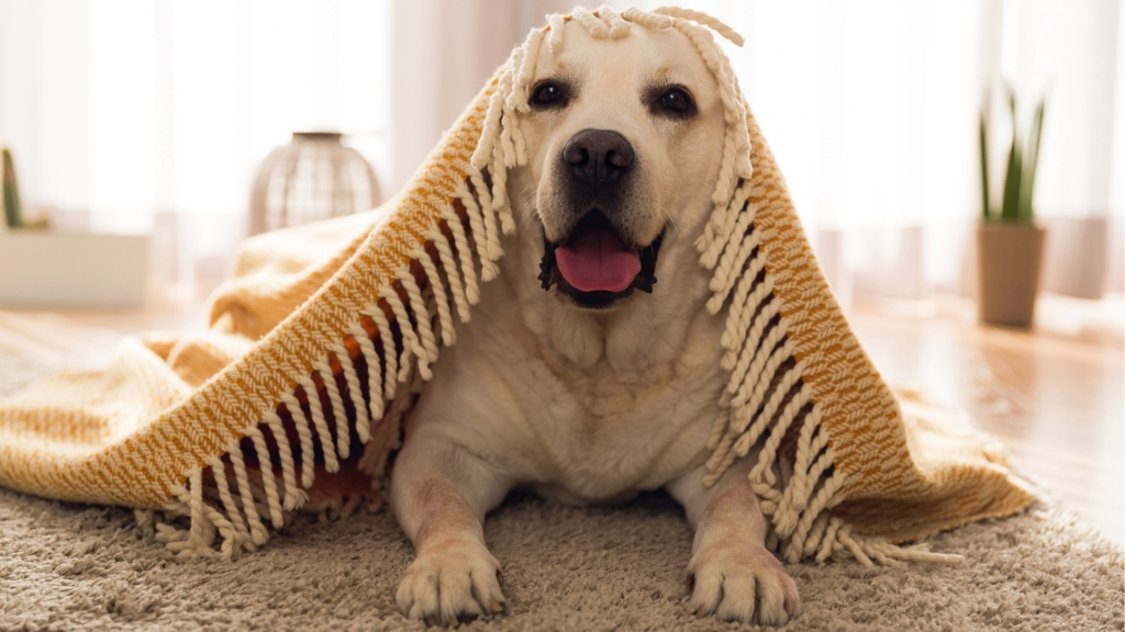Cachorro em baixo do tapete