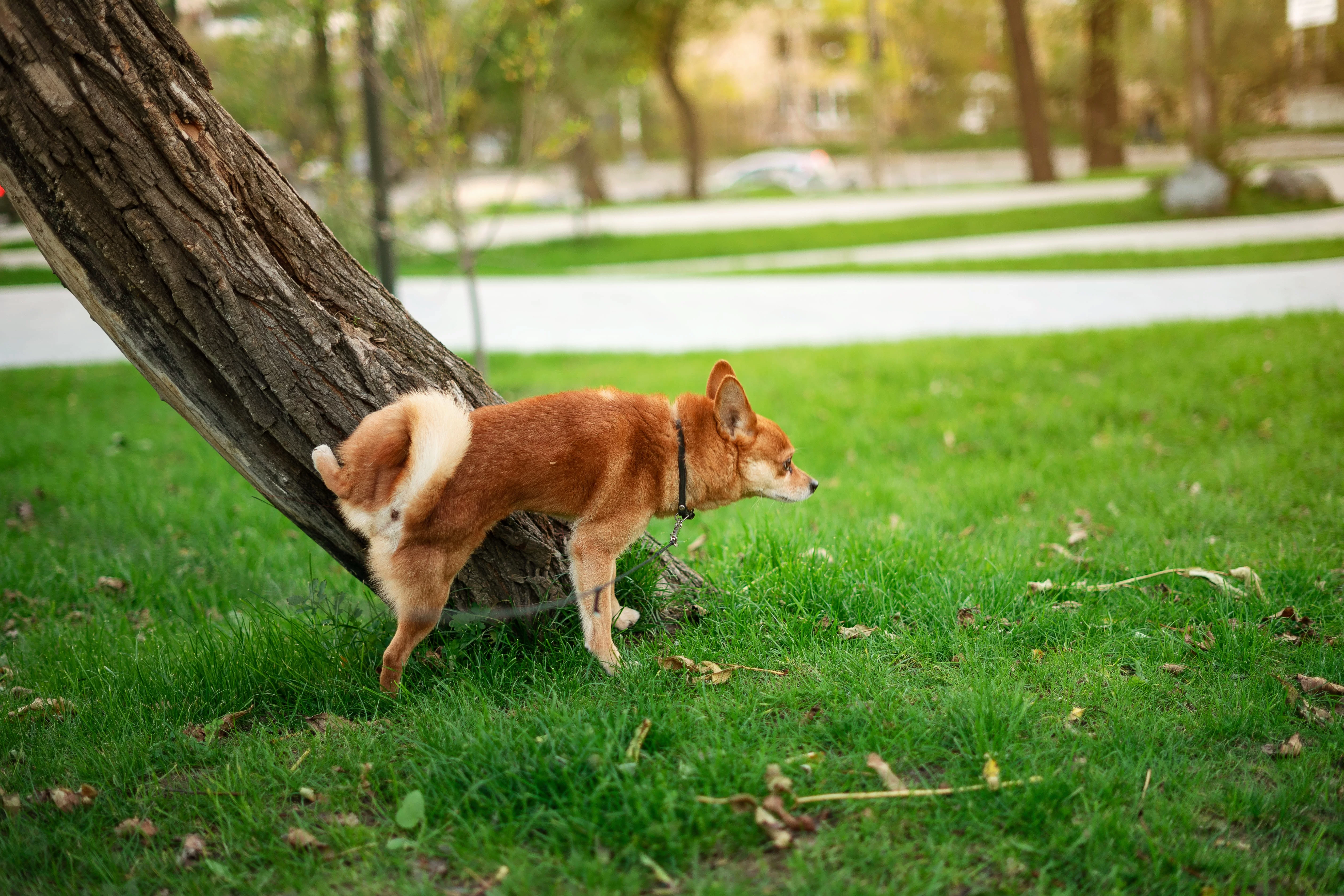 Cachorro pode comer fígado? Descubra aqui!